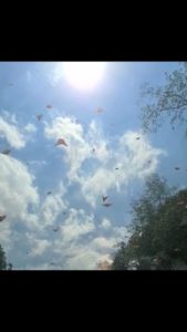 Butterfly migration